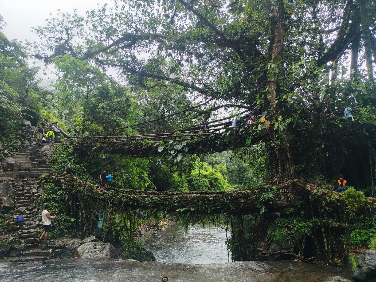 Living root bridges & forest paths in Meghalaya